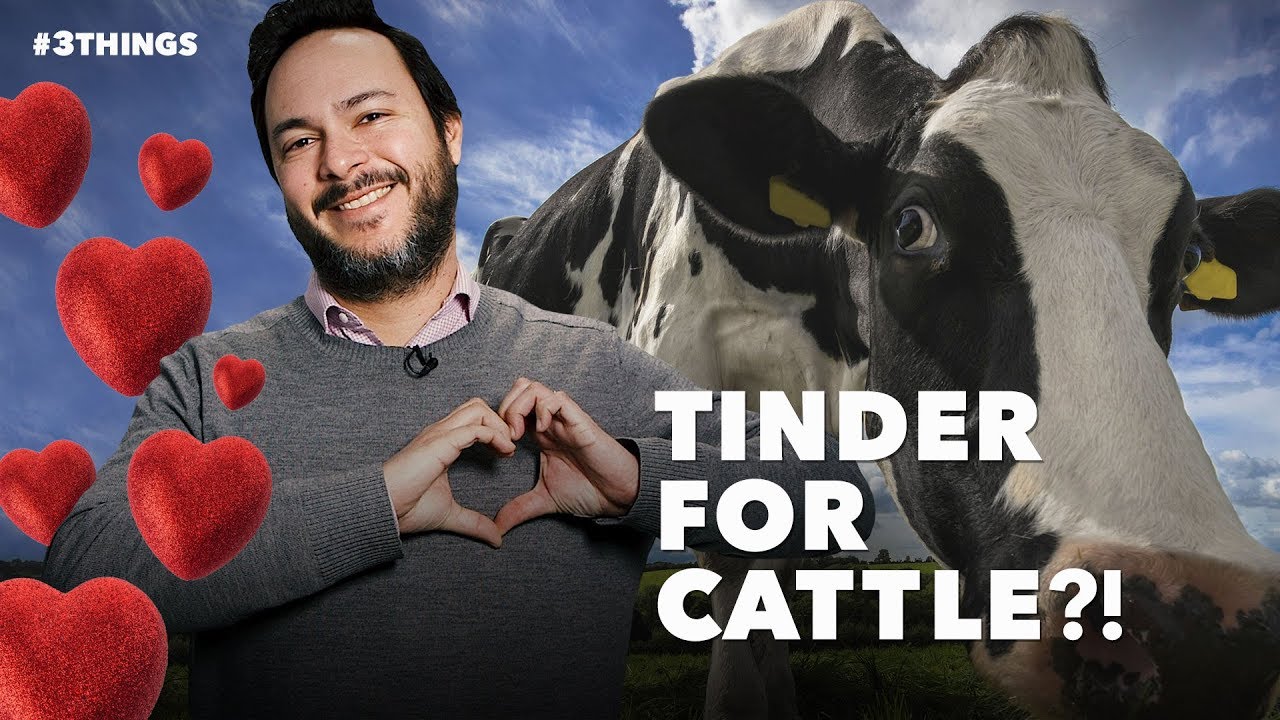Theres-a-New-Version-of-Tinder-Made-Just-for-Cattle